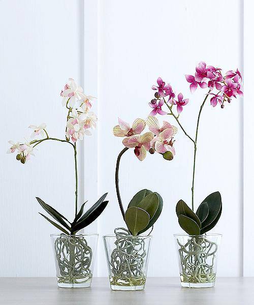 Необходимый состав грунта для орхидей и примеры субстрата своими руками